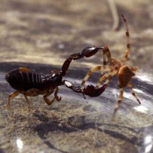 Scorpion et araignée